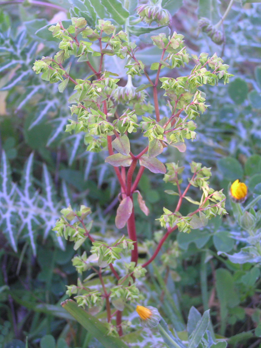 graziosa... Euphorbia peplus